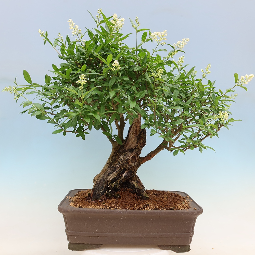 Bonsai voor buiten - Ligustrum vulgare - Vogelsnavel