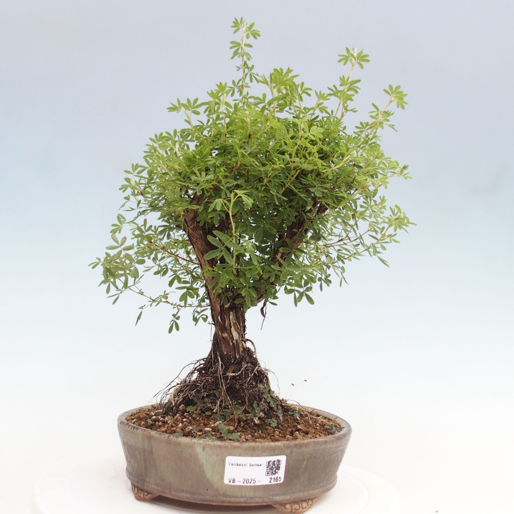Bonsai voor buiten - Potentila fruticosa gele vogel
