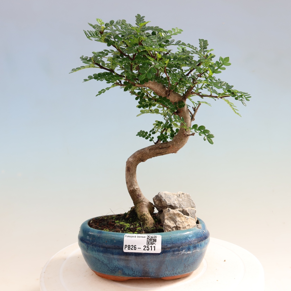 Kamerbonsai - Zantoxylum piperitum - peperboom