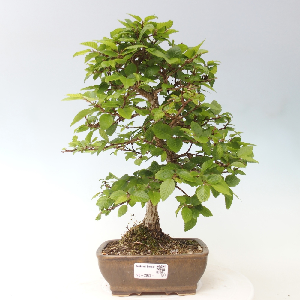 Bonsai voor buiten -Carpinus CARPINOIDES - Koreaanse haagbeuk
