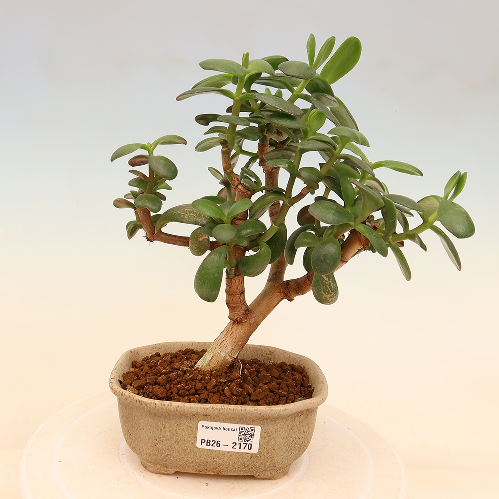 Kamerbonsai - Portulakaria Afra - Tlustice