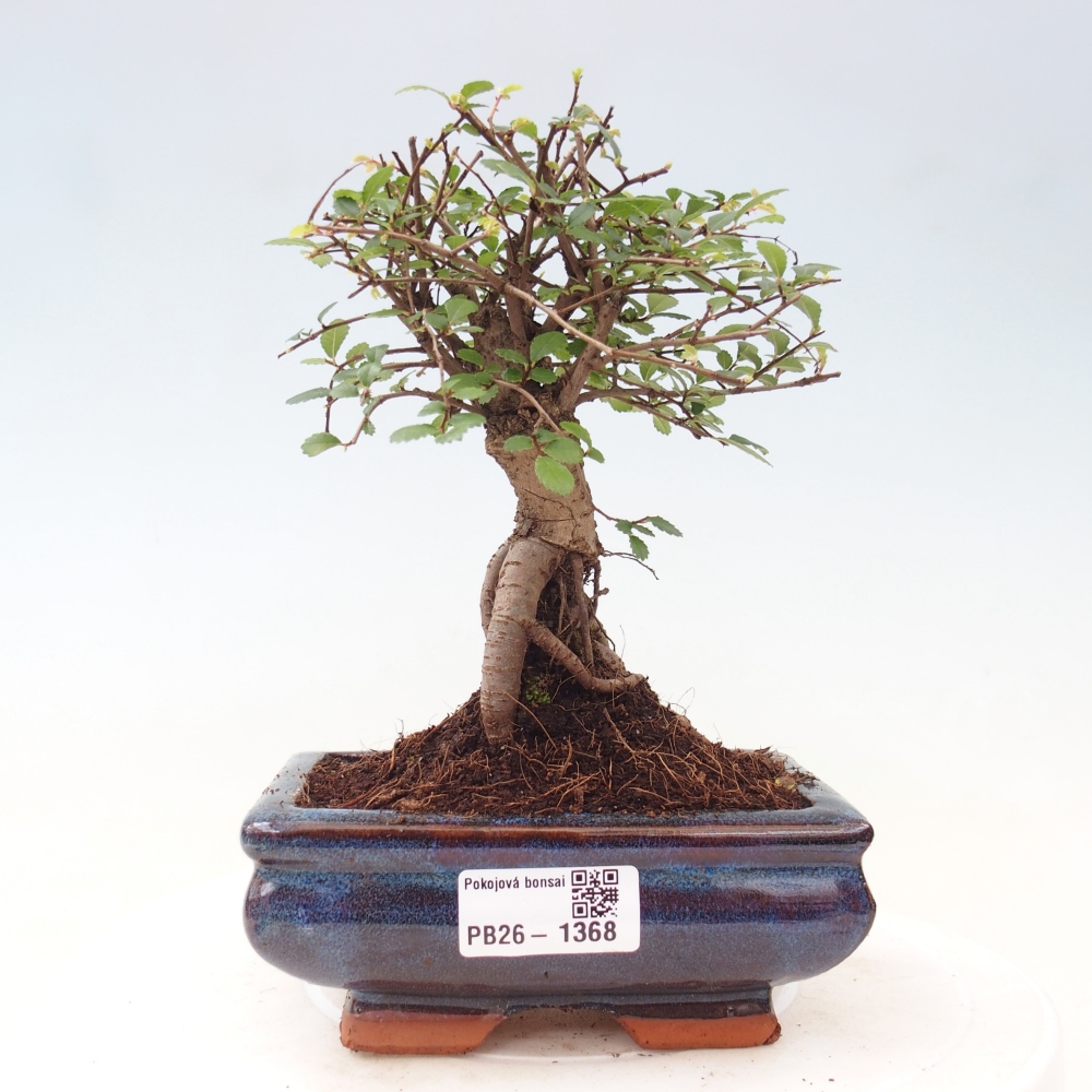 Kamerbonsai - Ulmus parvifolia - Winteriep
