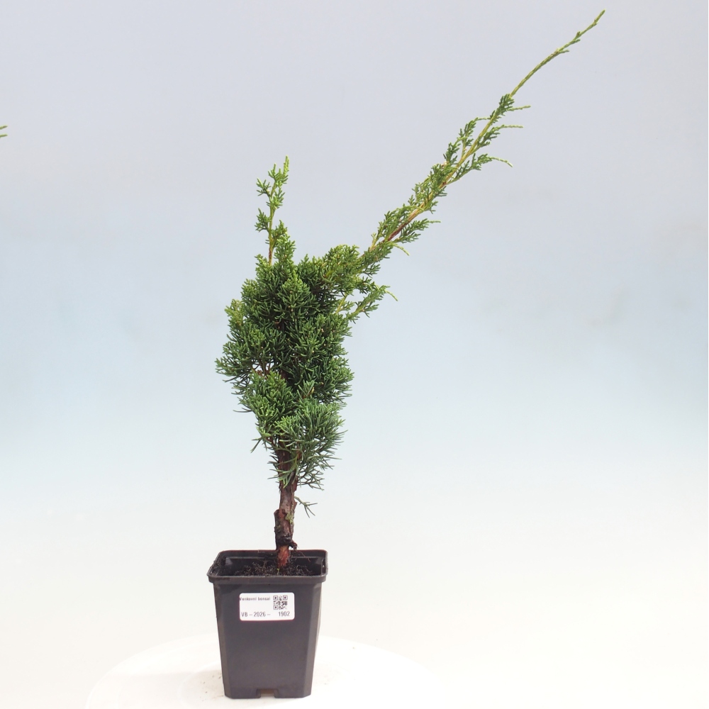 Bonsai voor buiten - Juniperus chinensis Kishu