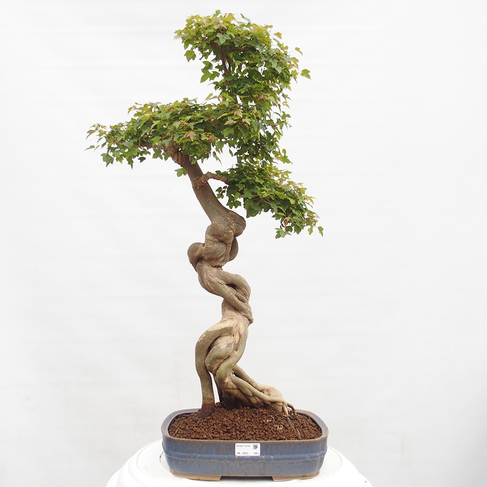 Bonsai voor buiten - Acer Buergerianum - Burgeresdoorn