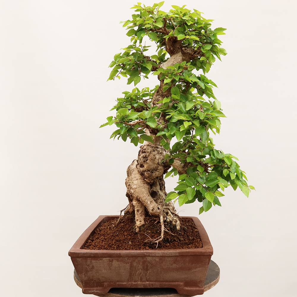 Bonsai voor buiten -Carpinus Coreana - Koreaanse haagbeuk