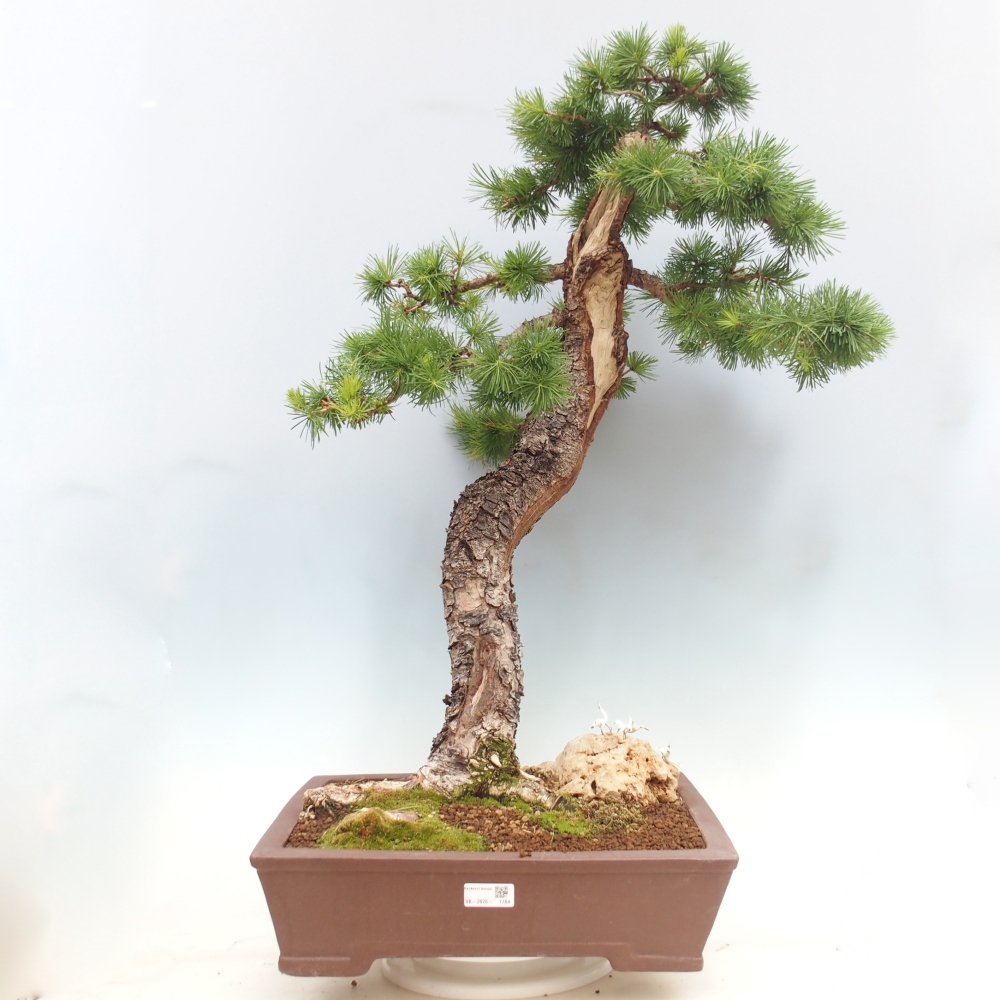 Bonsai voor buiten -Larix decidua - Lariks