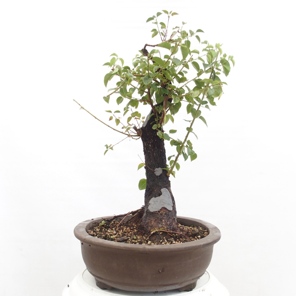 Bonsai voor buiten - Mahalebka - Prunus mahaleb