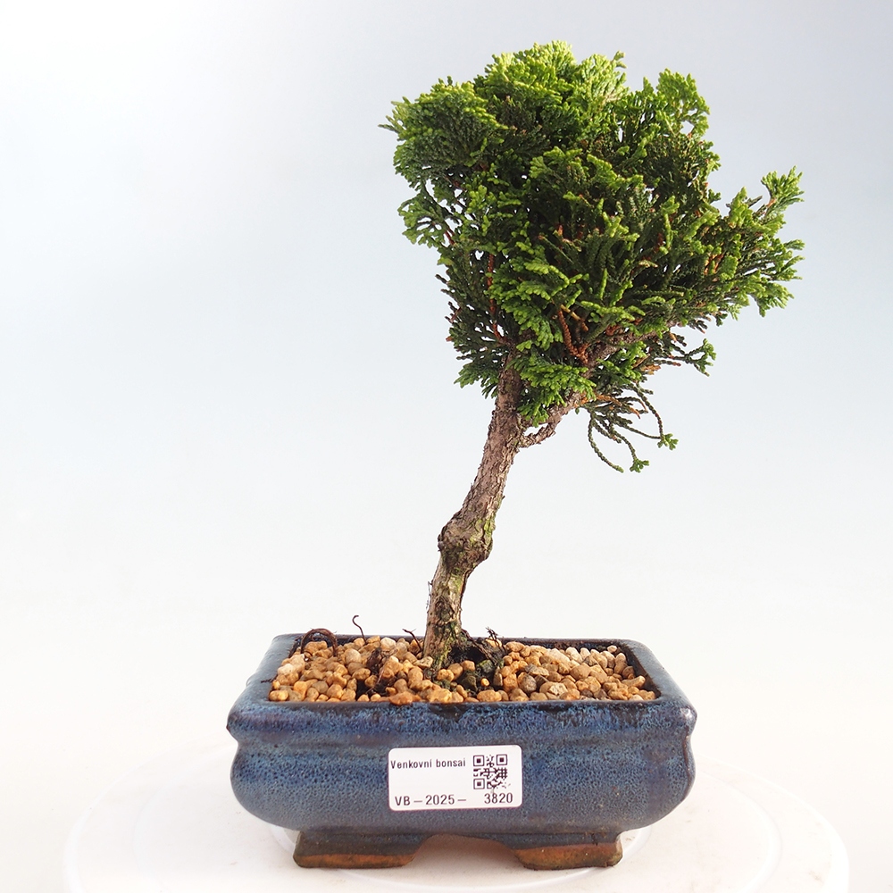 Bonsai voor buiten - Cham.pis obtusa Nana Gracilis - Cipres