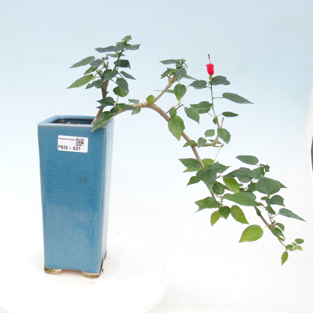 Bonsai voor binnen - Malvaviscus arboreus