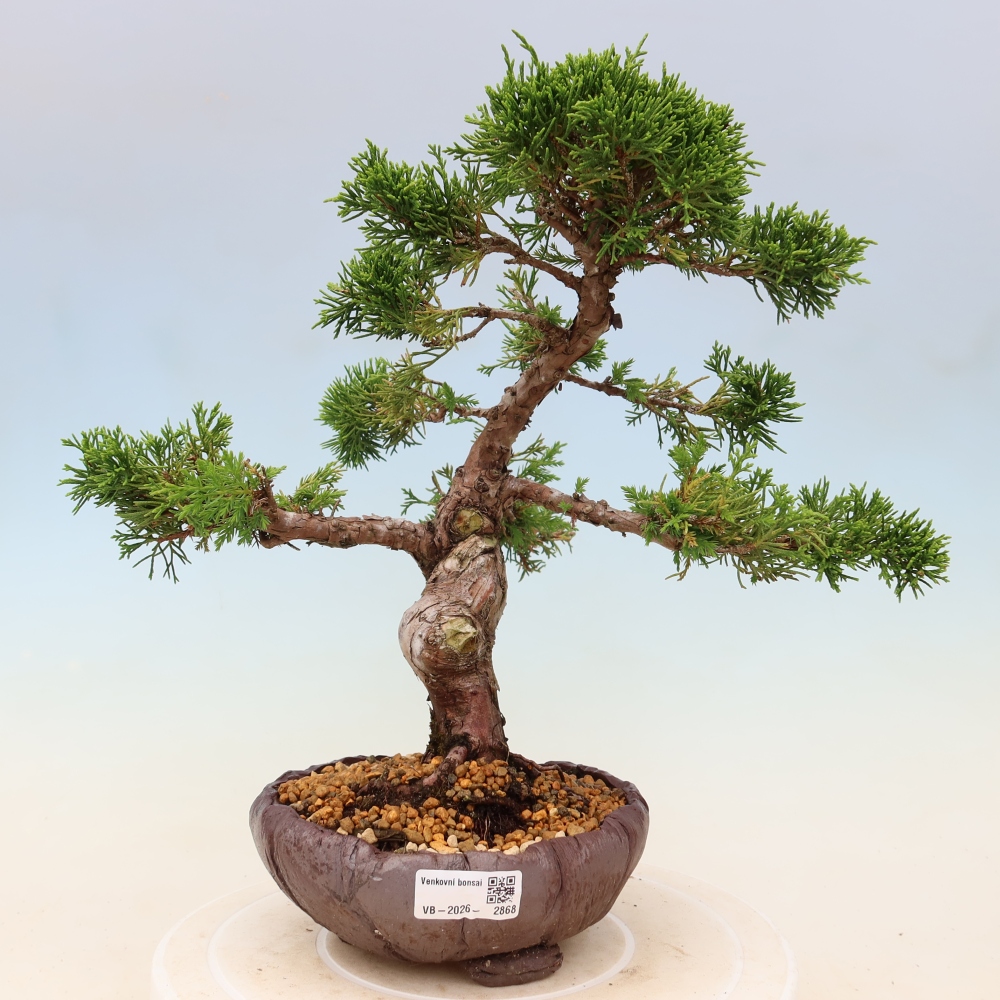 Bonsai voor buiten - Juniperus chinensis Itoigawa