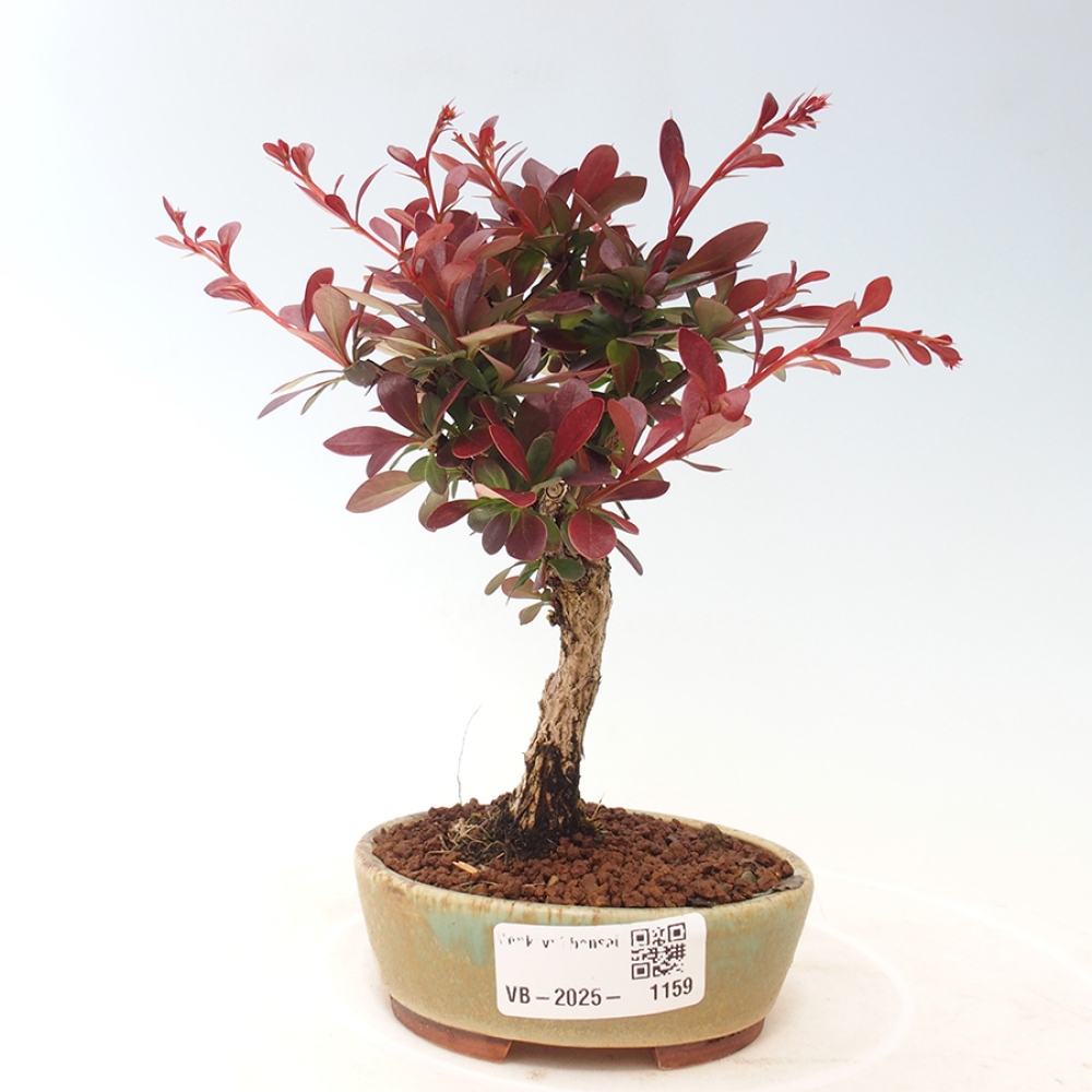 Bonsai voor buiten - Berberis thunbergii Kobold