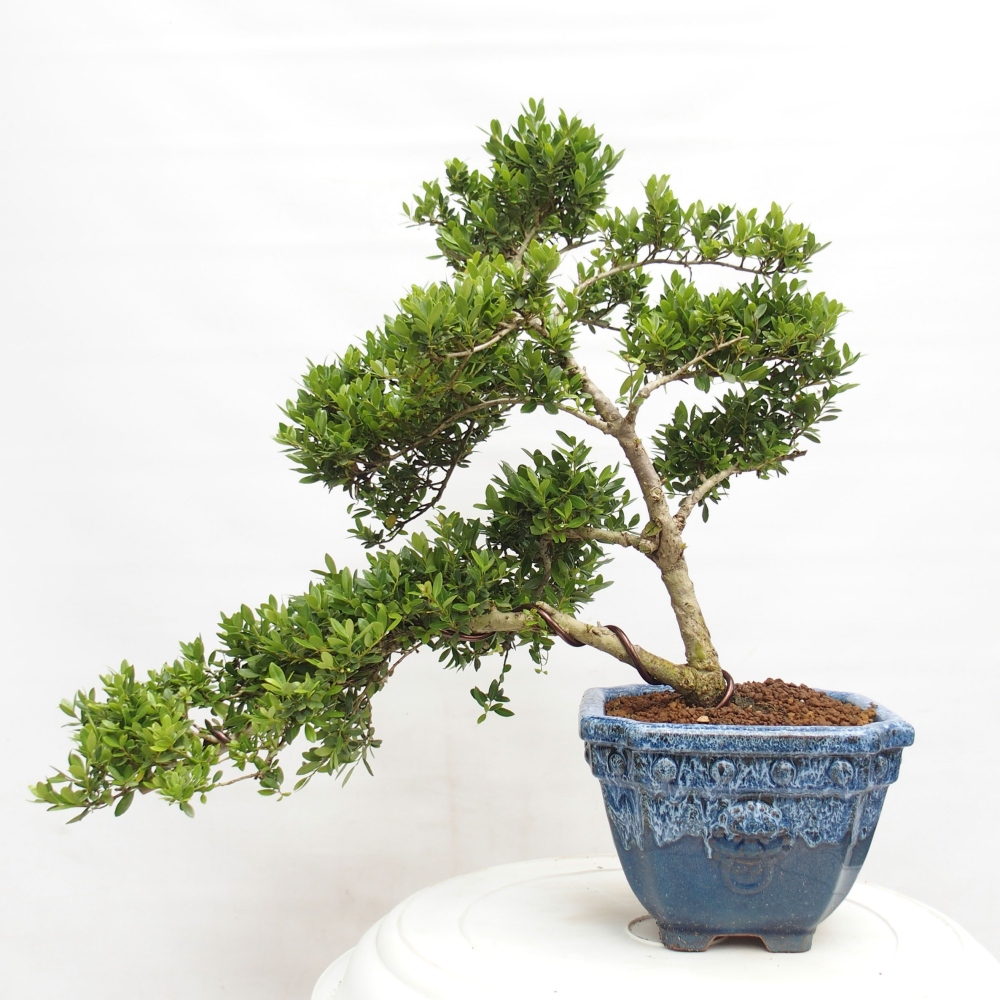 Kamerbonsai - Ilex crenata - Hulst