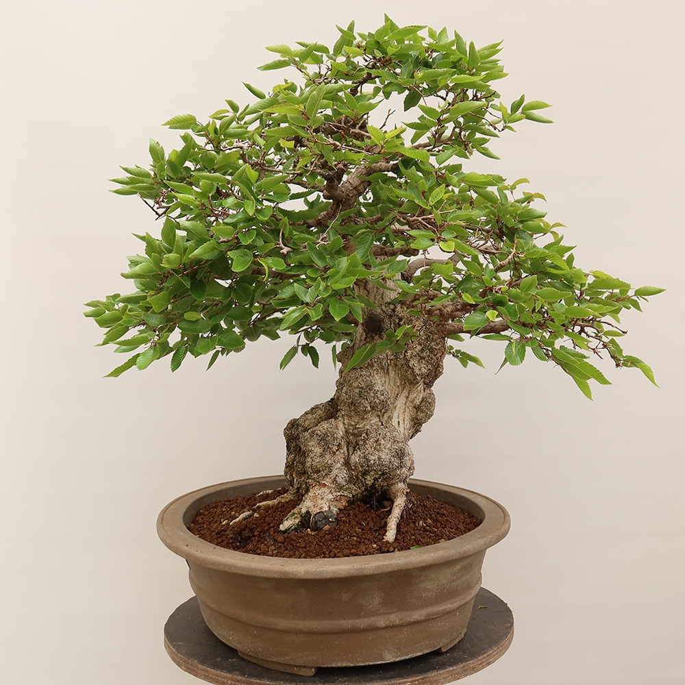 Bonsai voor buiten -Carpinus Coreana - Koreaanse haagbeuk
