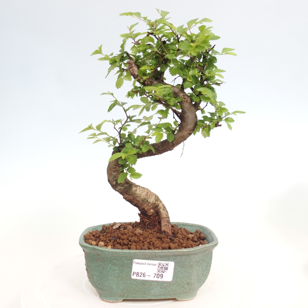 Kamerbonsai - Ulmus parvifolia - Winteriep