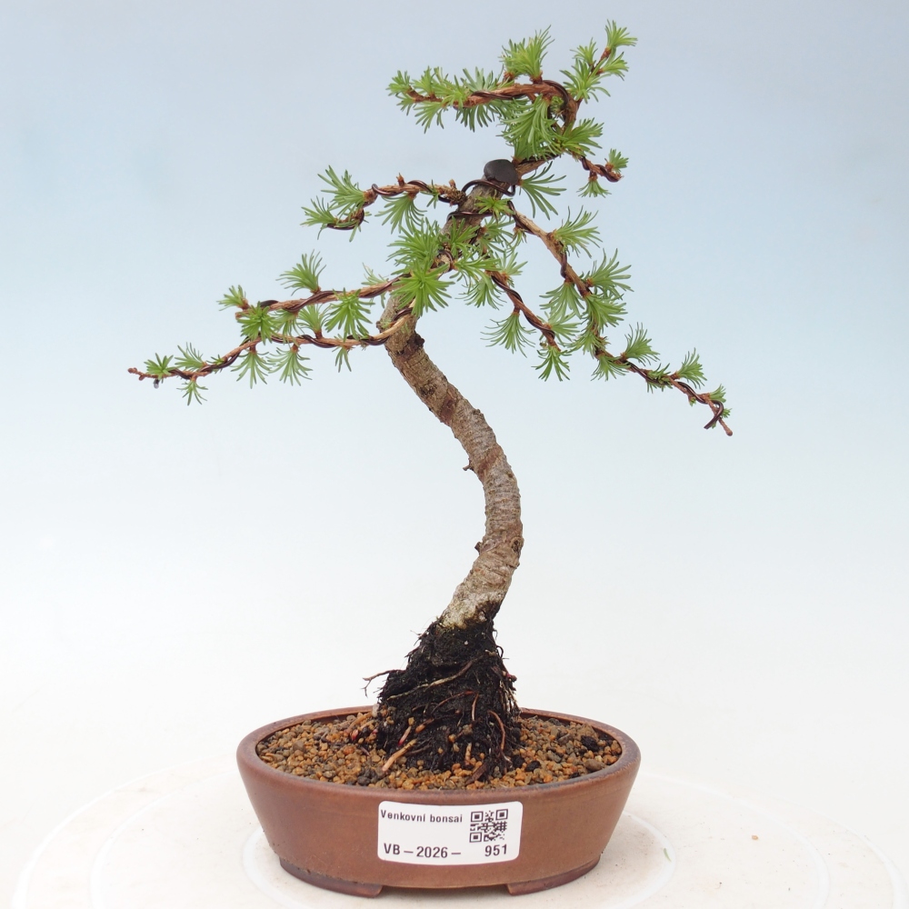 Bonsai voor buiten - Larix Kaempferi - Japanse lariks