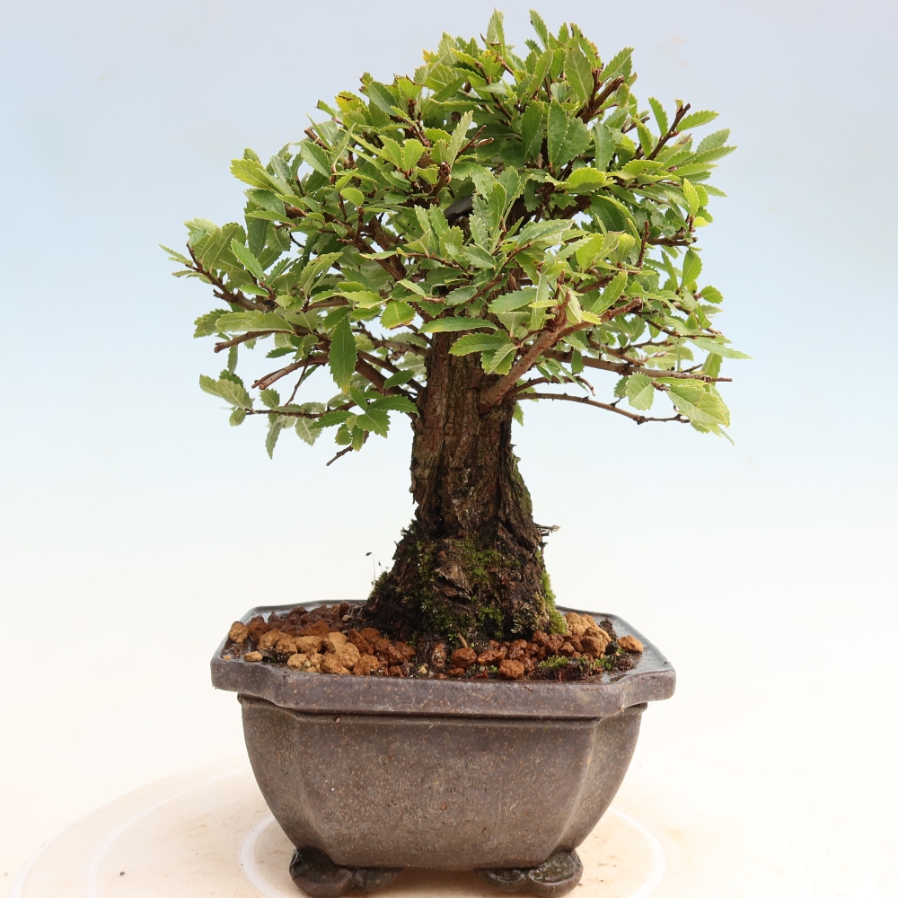 Bonsai voor buiten - Zelkova - Zelkova NIRE