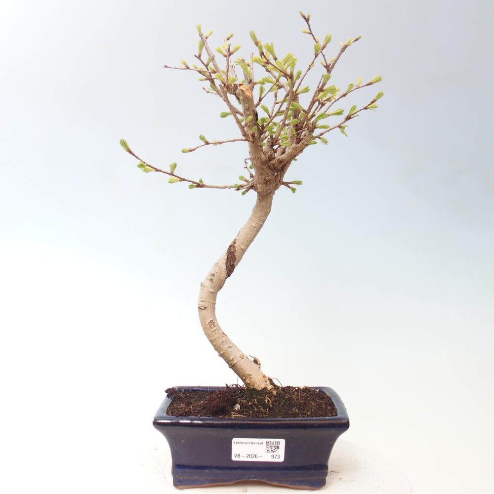 Bonsai voor buiten -Pseudolarix amabis-Pseudolarix amabis