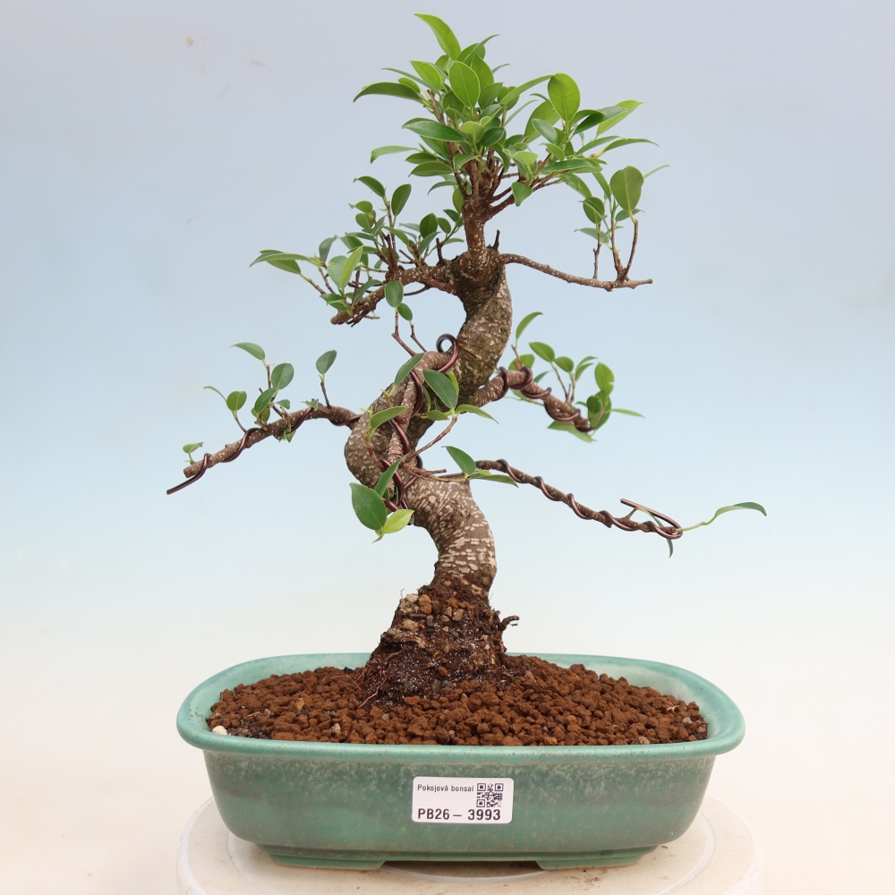 Kamerbonsai - Ficus kimmen - kleinbladige ficus