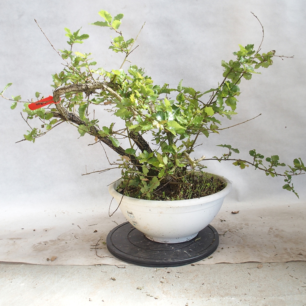 Buiten bonsai Quercus Cerris - Eik Cer