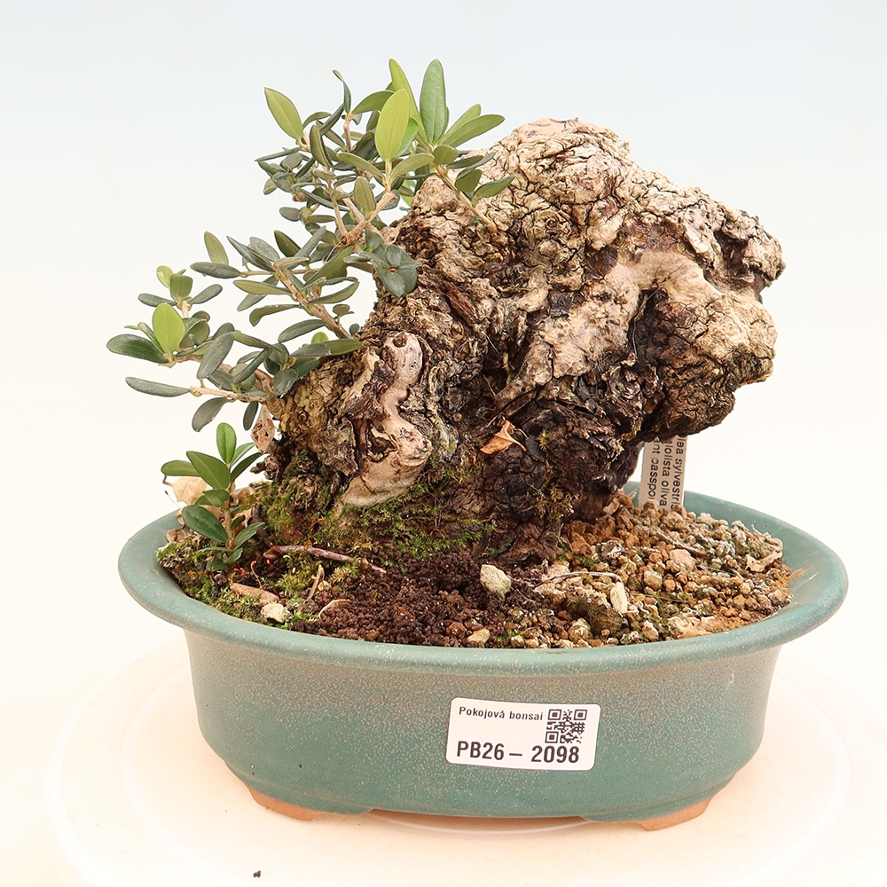 Bonsai voor binnen - Olea europaea sylvestris