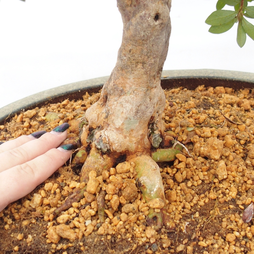 Bonsai voor buiten - Japanse Azalea - Azalea Hanatsuzuri