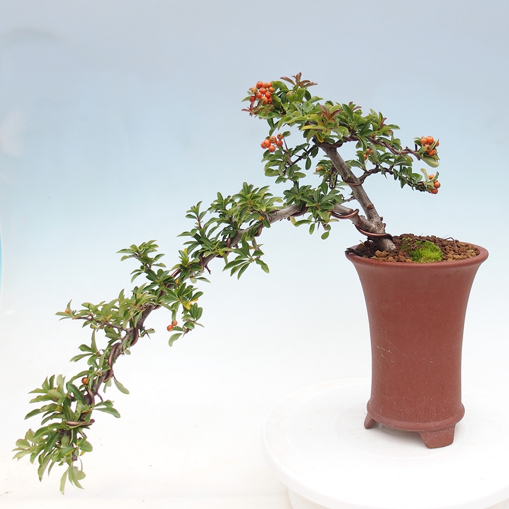 Bonsai-Pyracantha Teton voor buiten -Hlox