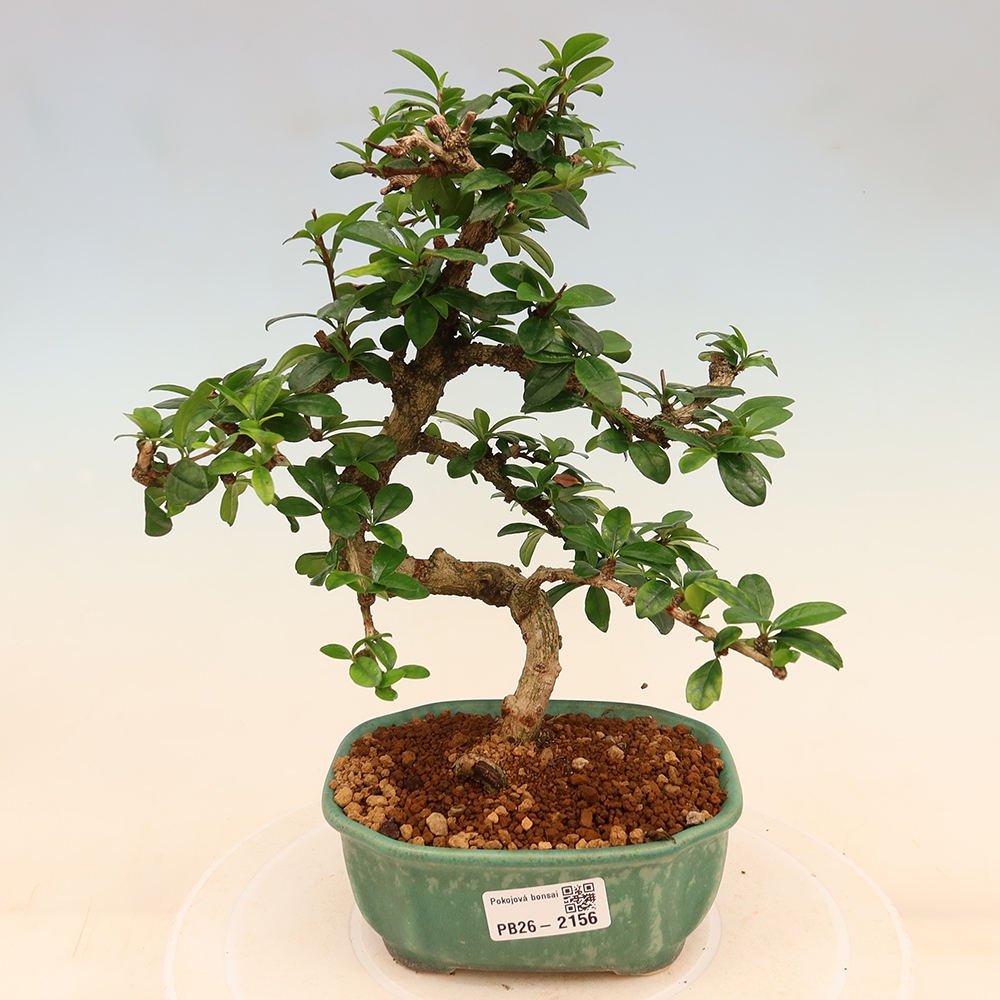 Kamerbonsai - Carmona macrophylla - Thee fuki