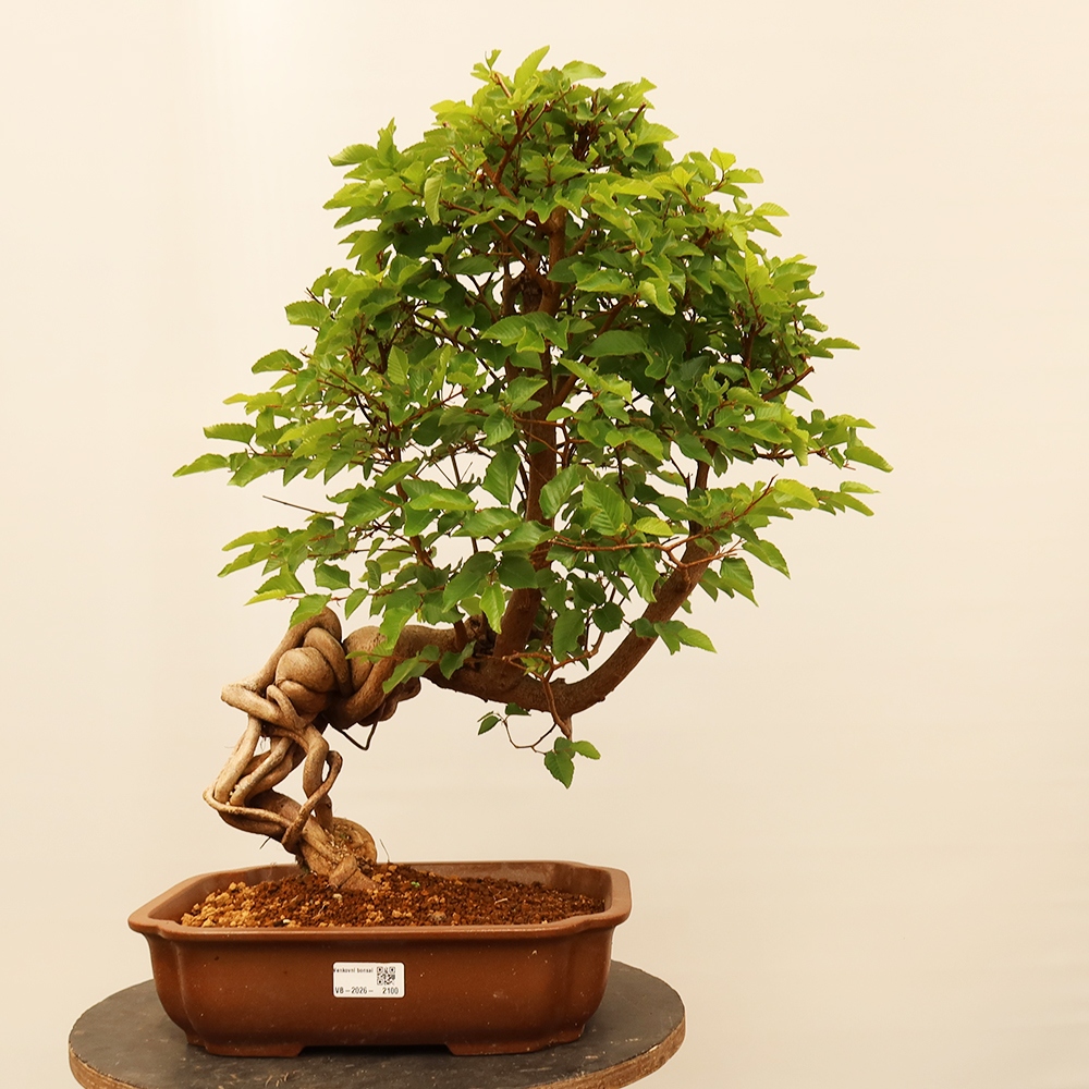 Bonsai voor buiten -Carpinus Coreana - Koreaanse haagbeuk