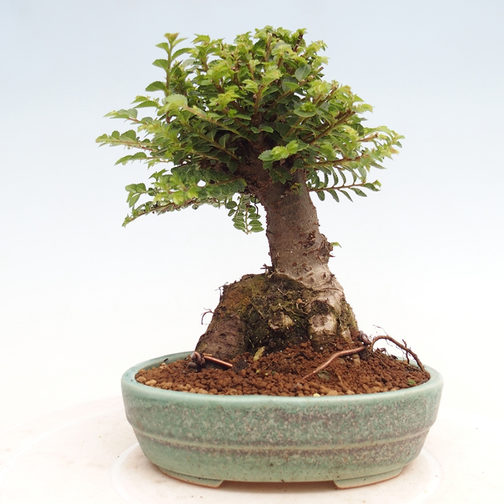 Bonsai voor buiten - Ulmus parvifolia Hokkaido - Chinese iep