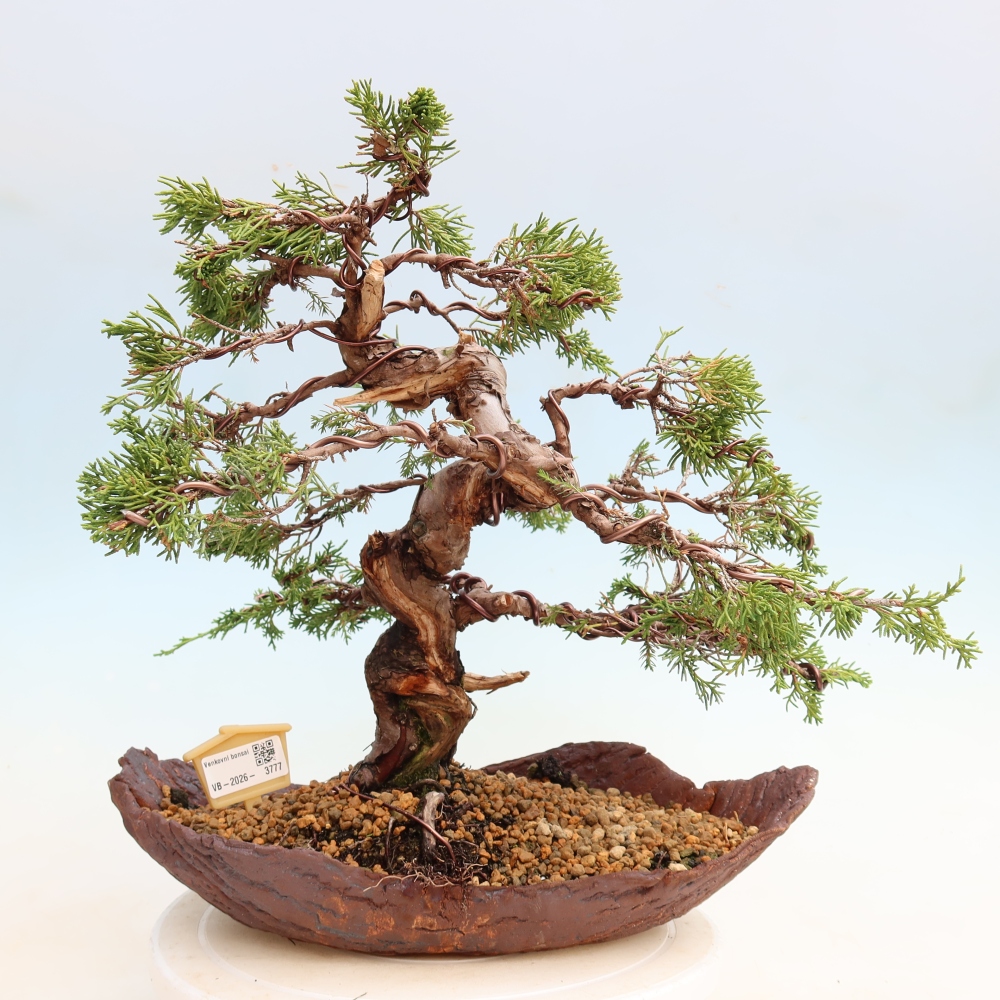 Bonsai voor buiten - Juniperus chinensis Itoigawa-Juniperus chinensis