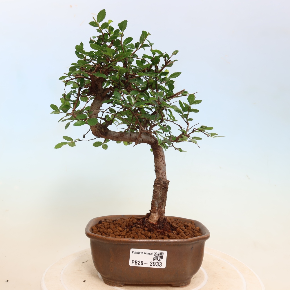Kamerbonsai - Ulmus parvifolia - Winteriep