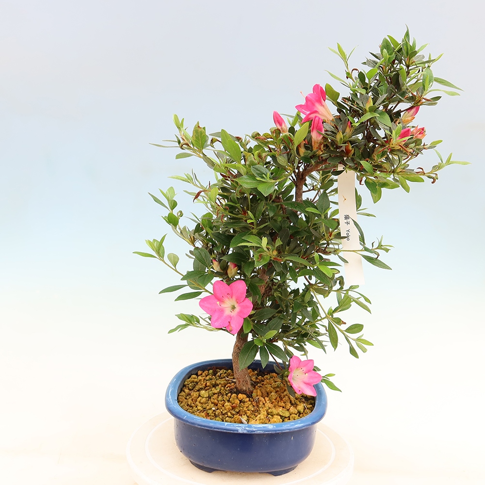 Bonsai voor buiten - Japanse Azalea - Azalea Yoko