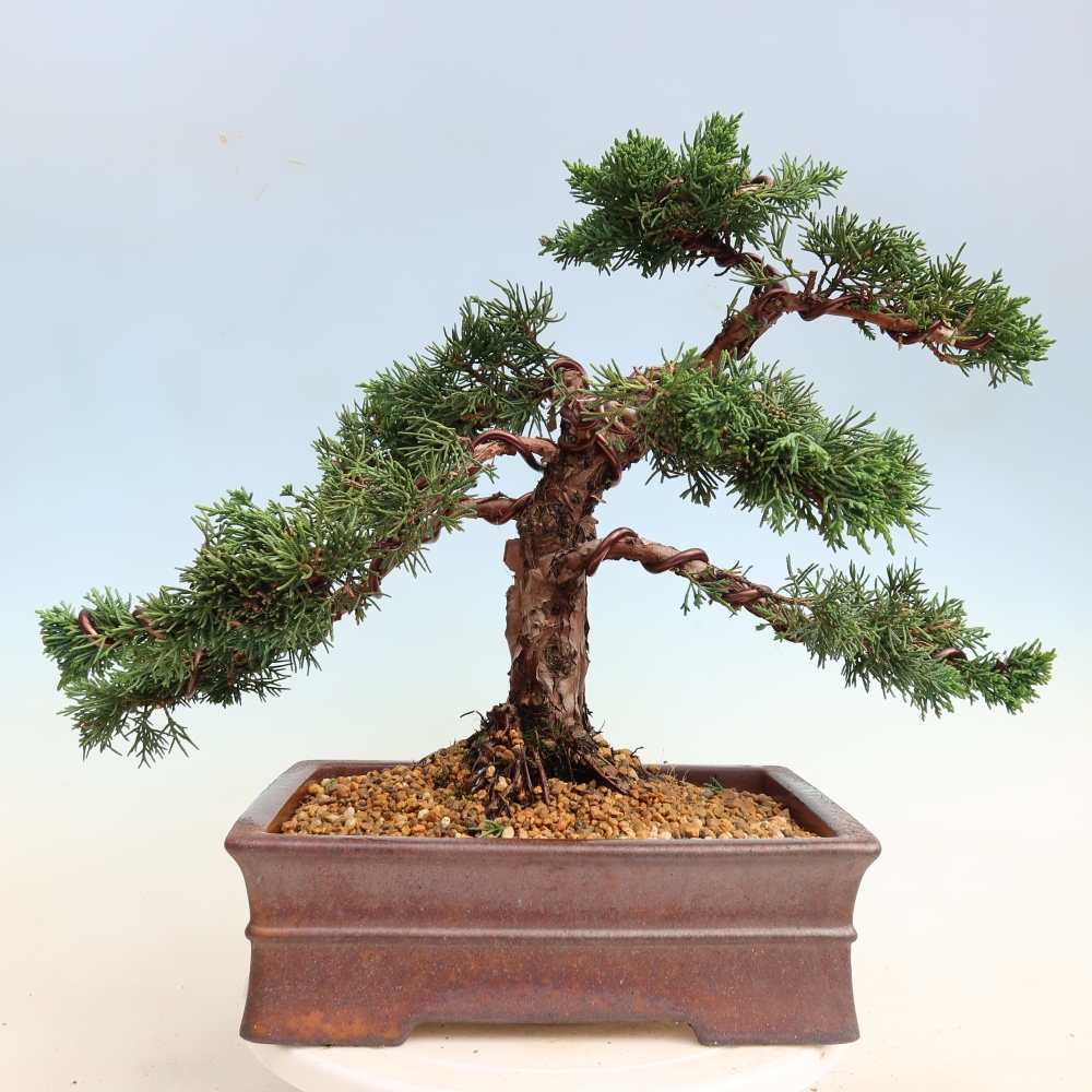 Bonsai voor buiten - Juniperus chinensis Kishu