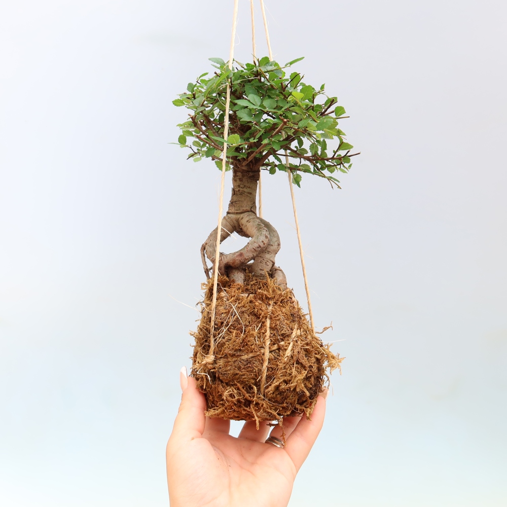 Kokedama in keramiek -Ulmus parvifolia- kleinbladige iep