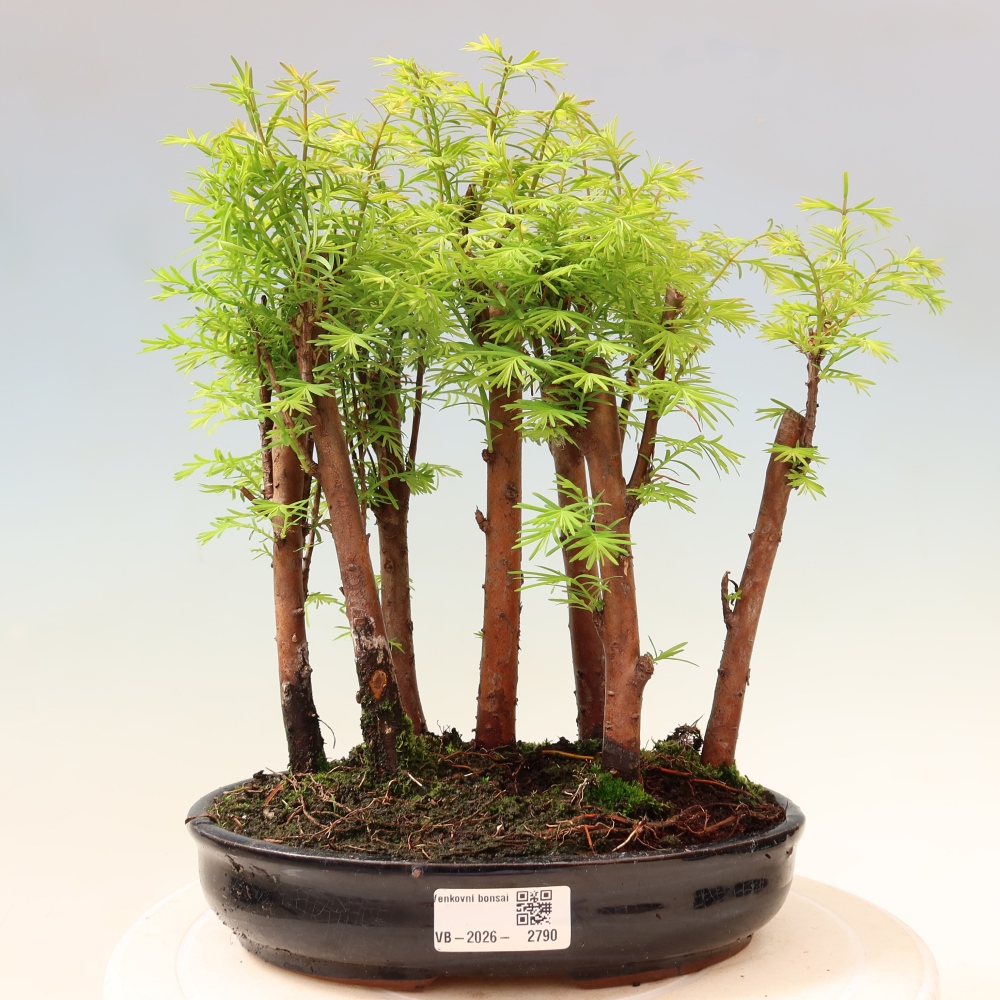 Buitenbonsai - Metasequoia glyptostroboides - Chinese metasequoia - bosje