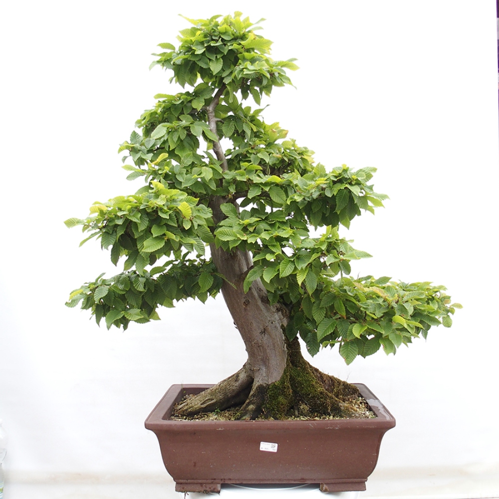 Bonsai voor buiten - Haagbeuk - Carpinus betulus