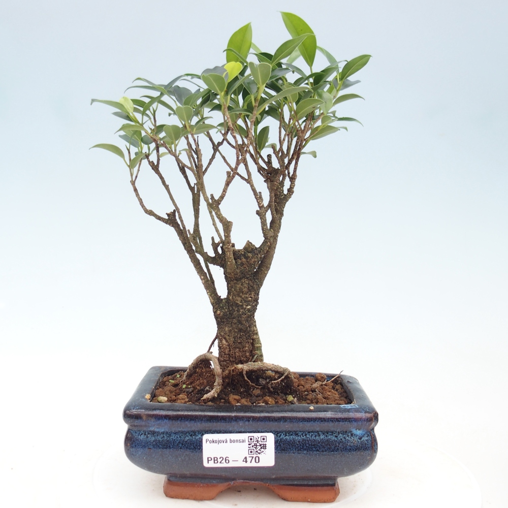 Kamerbonsai - Ficus retusa - kleinbladige ficus