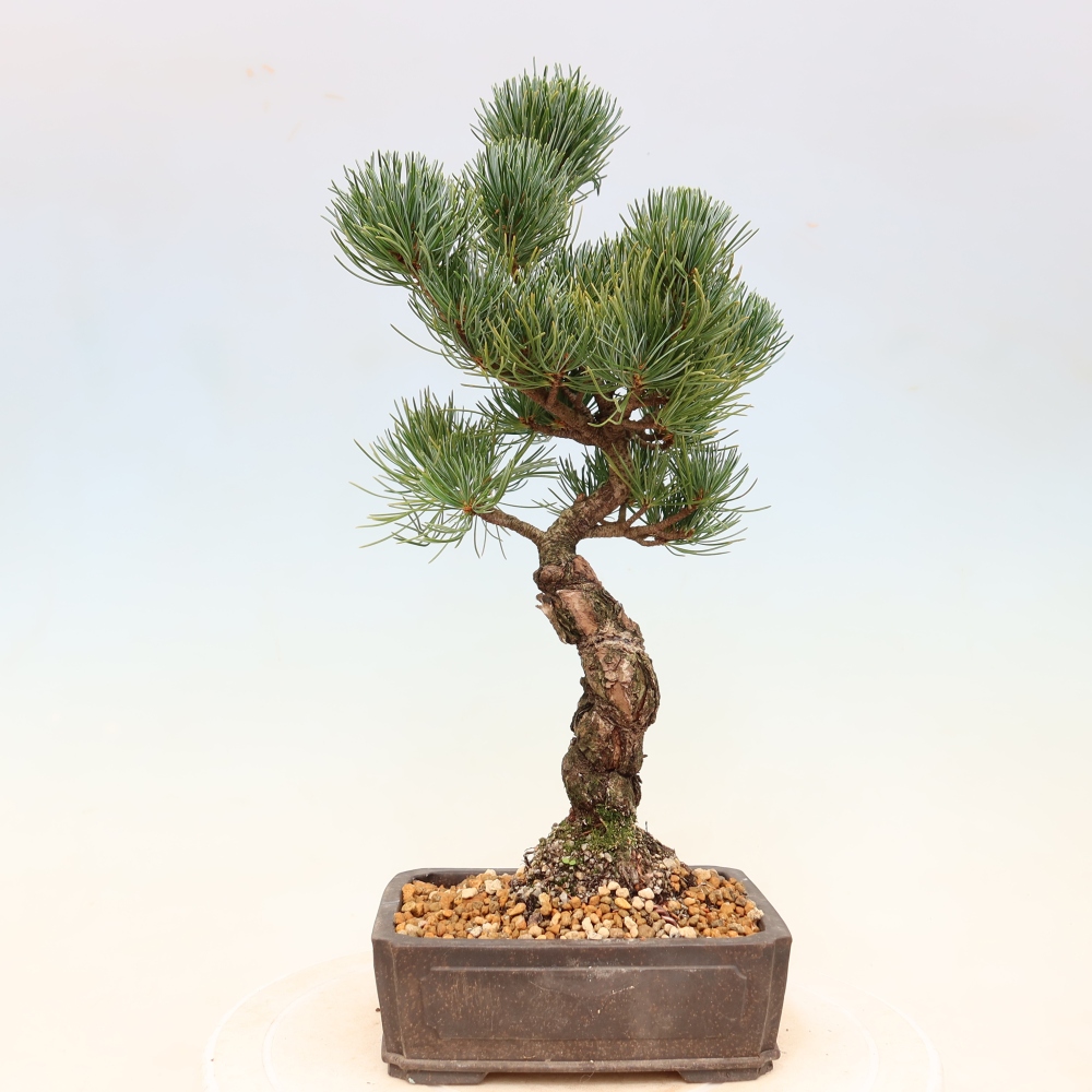Bonsai voor buiten - Pinus parviflora - Pinus parviflora