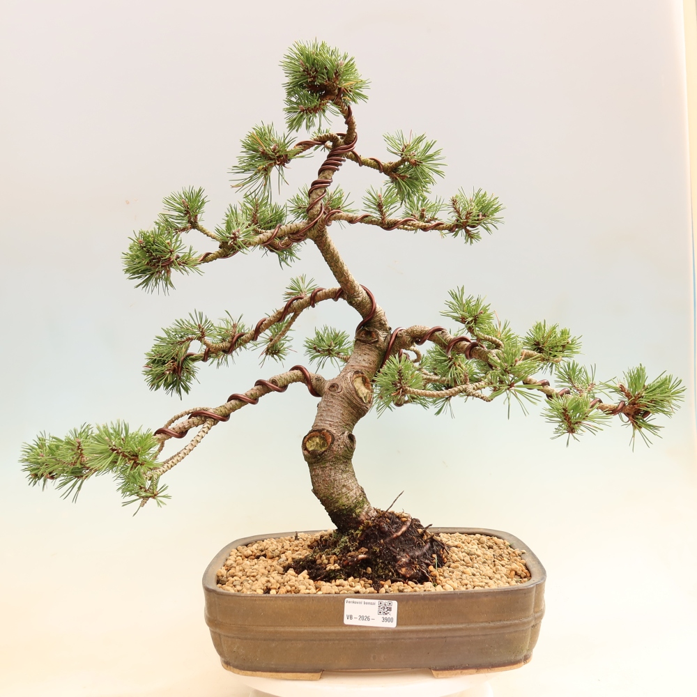 Bonsai voor buiten - Pinus mugo Humpy  - Bergden