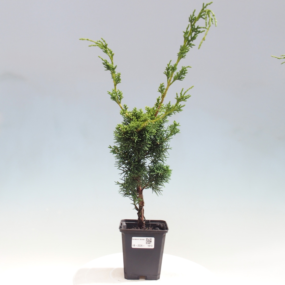 Bonsai voor buiten - Juniperus chinensis Kishu