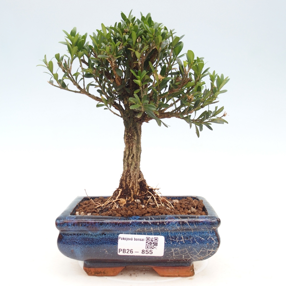 Kamerbonsai - Buxus harlandii - kurk buxus