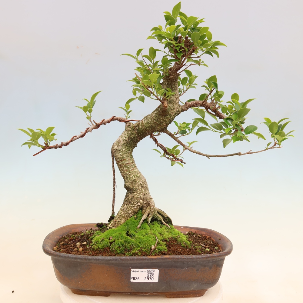 Kamerbonsai - Ficus kimmen - kleinbladige ficus