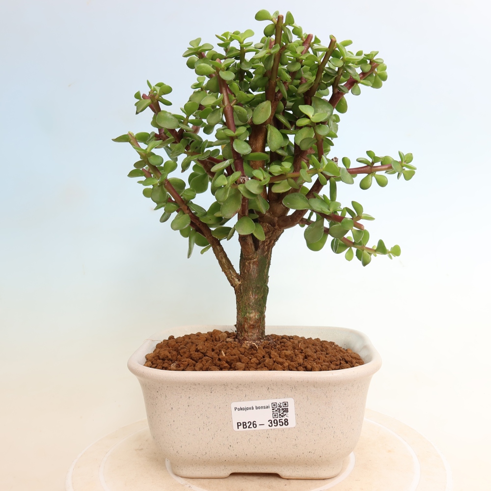 Kamerbonsai - Portulakaria Afra - Tlustice
