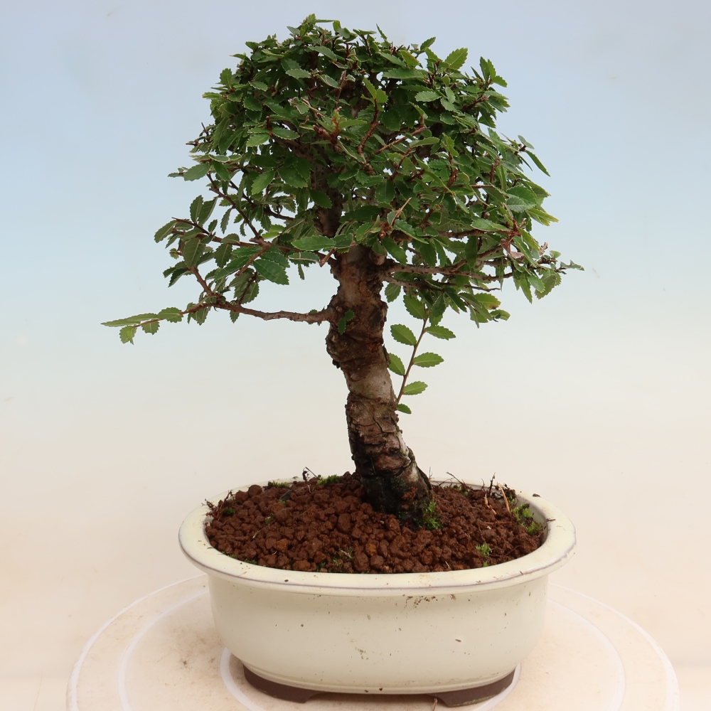 Bonsai voor buiten - Zelkova - Zelkova NIRE