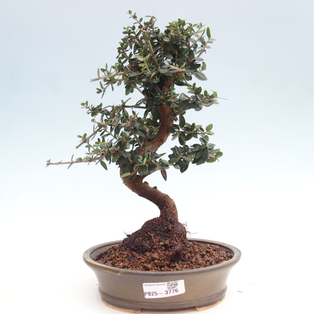 Bonsai voor binnen - Olea europaea sylvestris