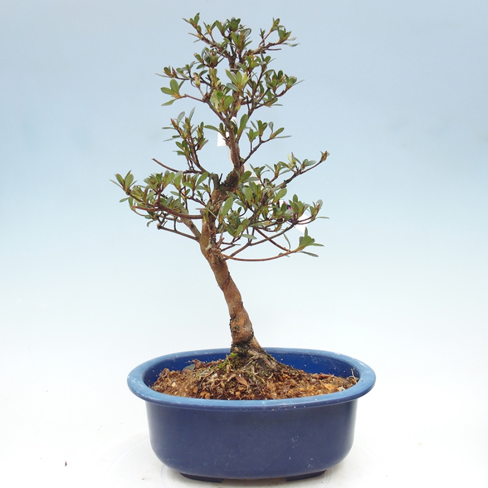 Bonsai voor buiten - Japanse Azalea - Azalea Mio