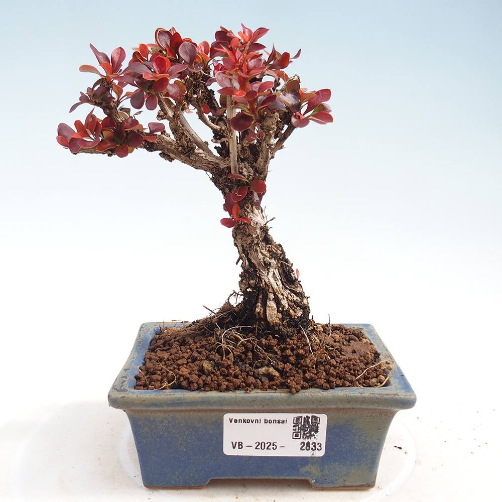 Bonsai voor buiten - Berberis Thunbergii Bagatelle