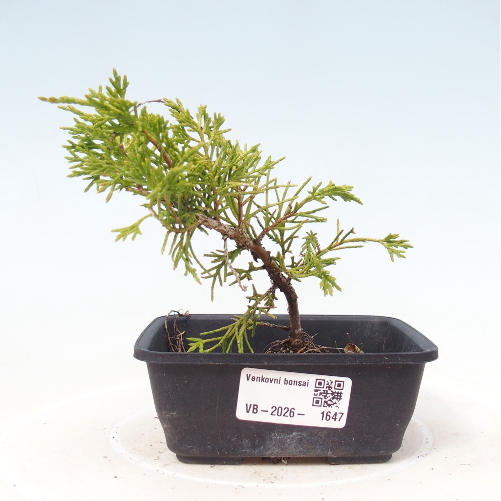 Bonsai voor buiten - Juniperus chinensis Itoigawa