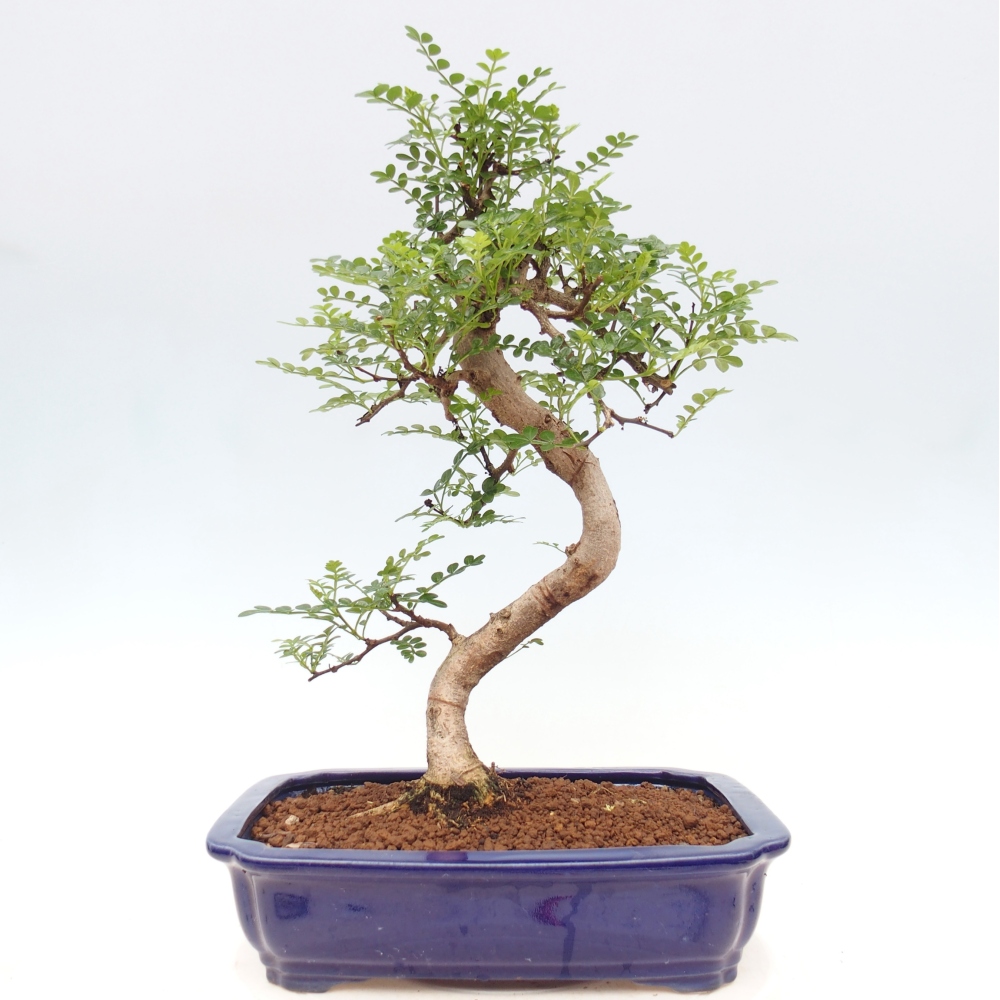 Kamerbonsai - Zantoxylum piperitum - peperboom