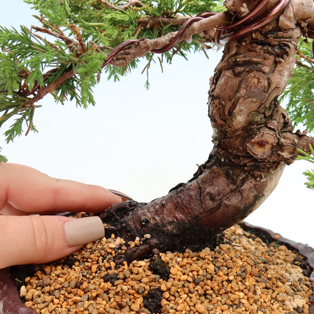Bonsai voor buiten - Juniperus chinensis Itoigawa-Juniperus chinensis